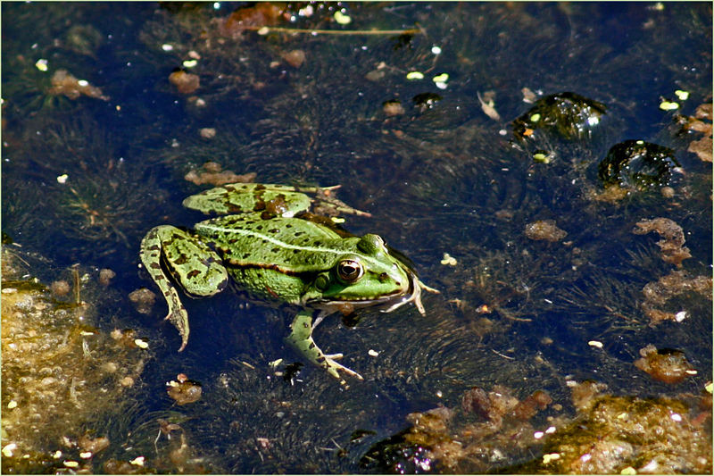 Teichfrosch.