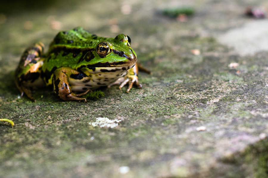 Teichfrosch