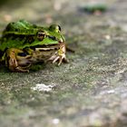 Teichfrosch