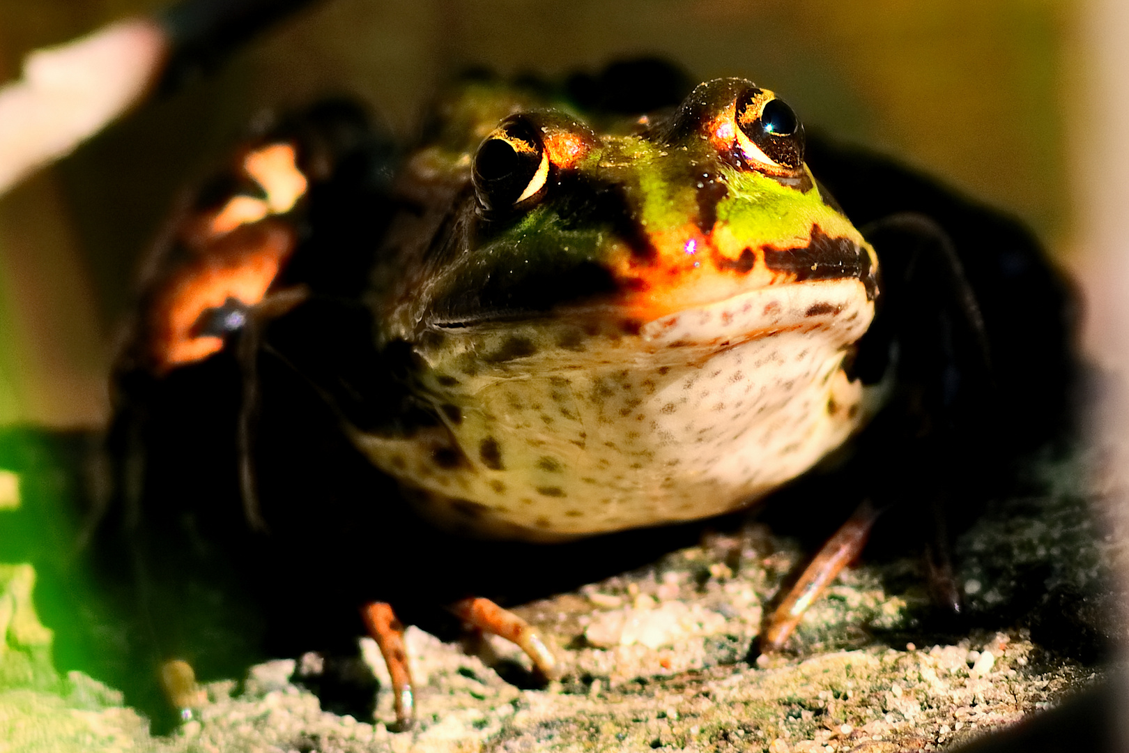 Teichfrosch