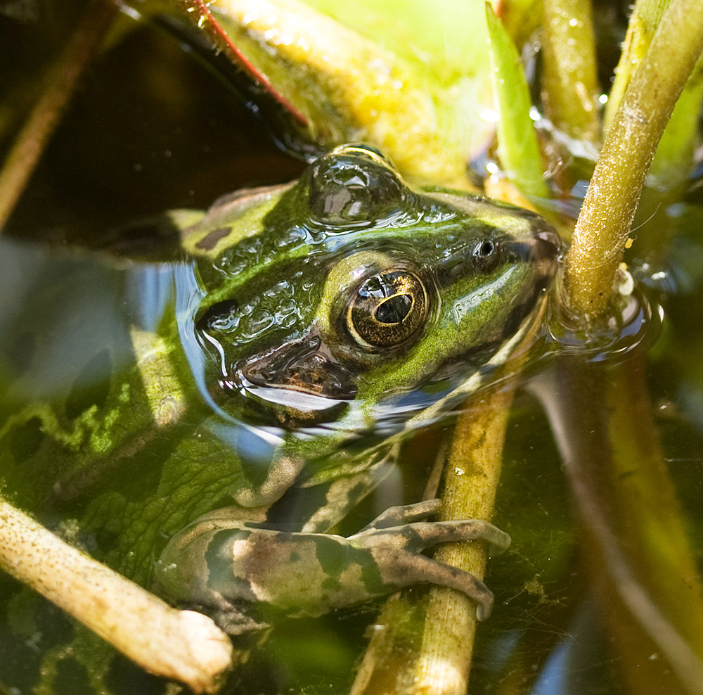 Teichfrosch