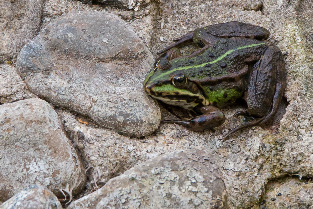 Teichfrosch