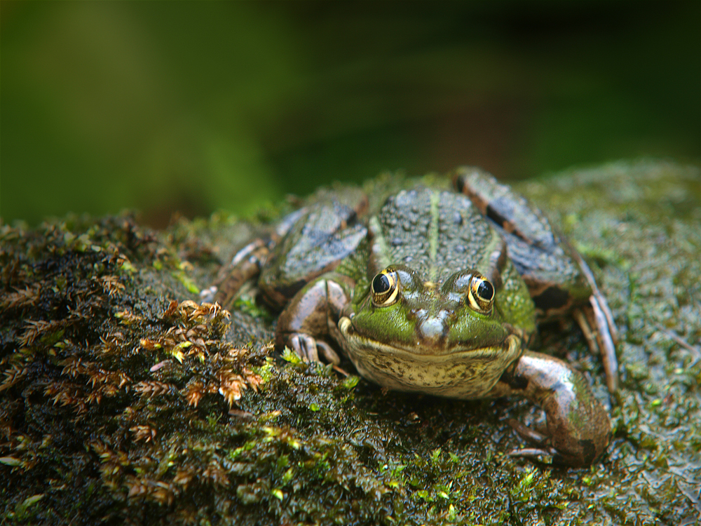 Teichfrosch