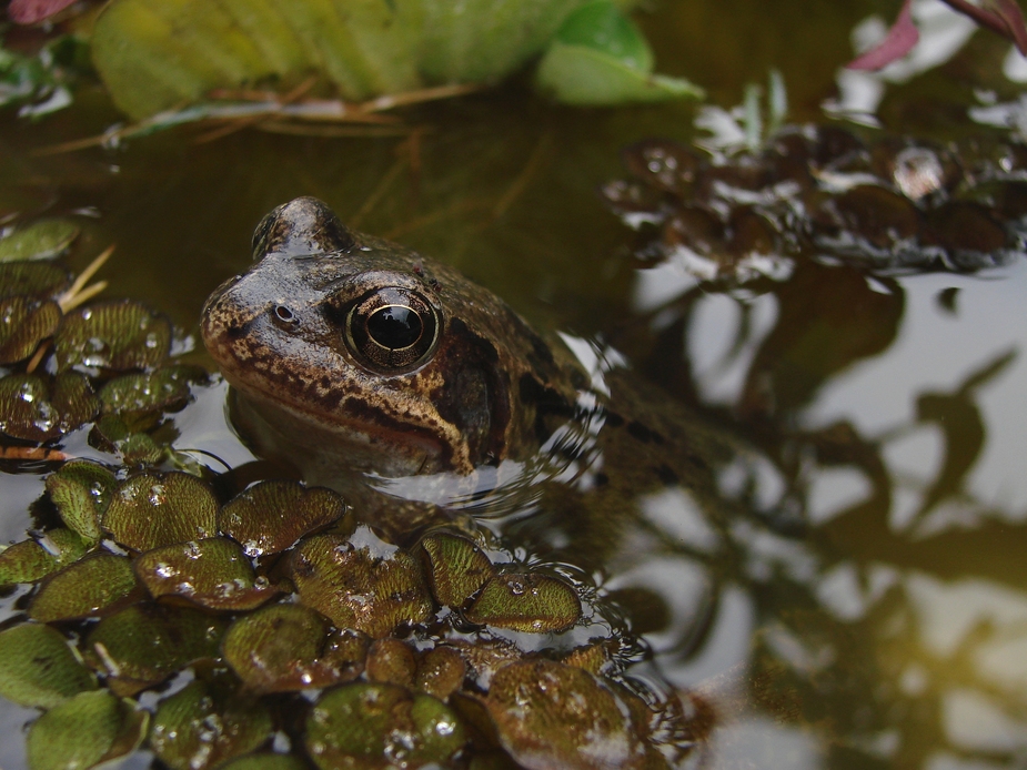 Teichfrosch