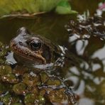 Teichfrosch