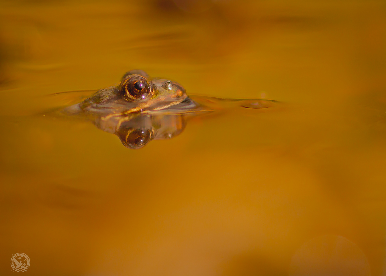 Teichfrosch