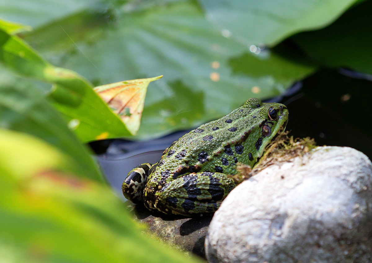 Teichfrosch