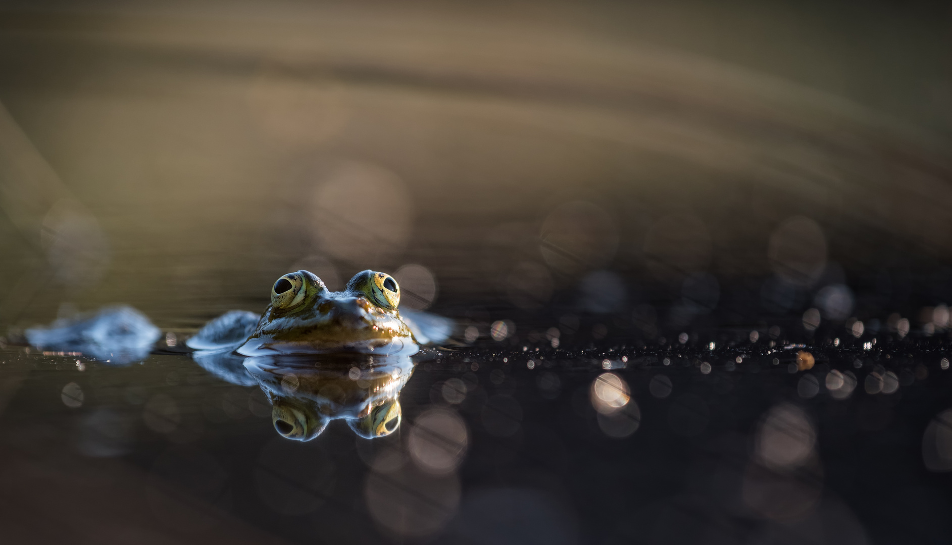 __Teichfrosch___