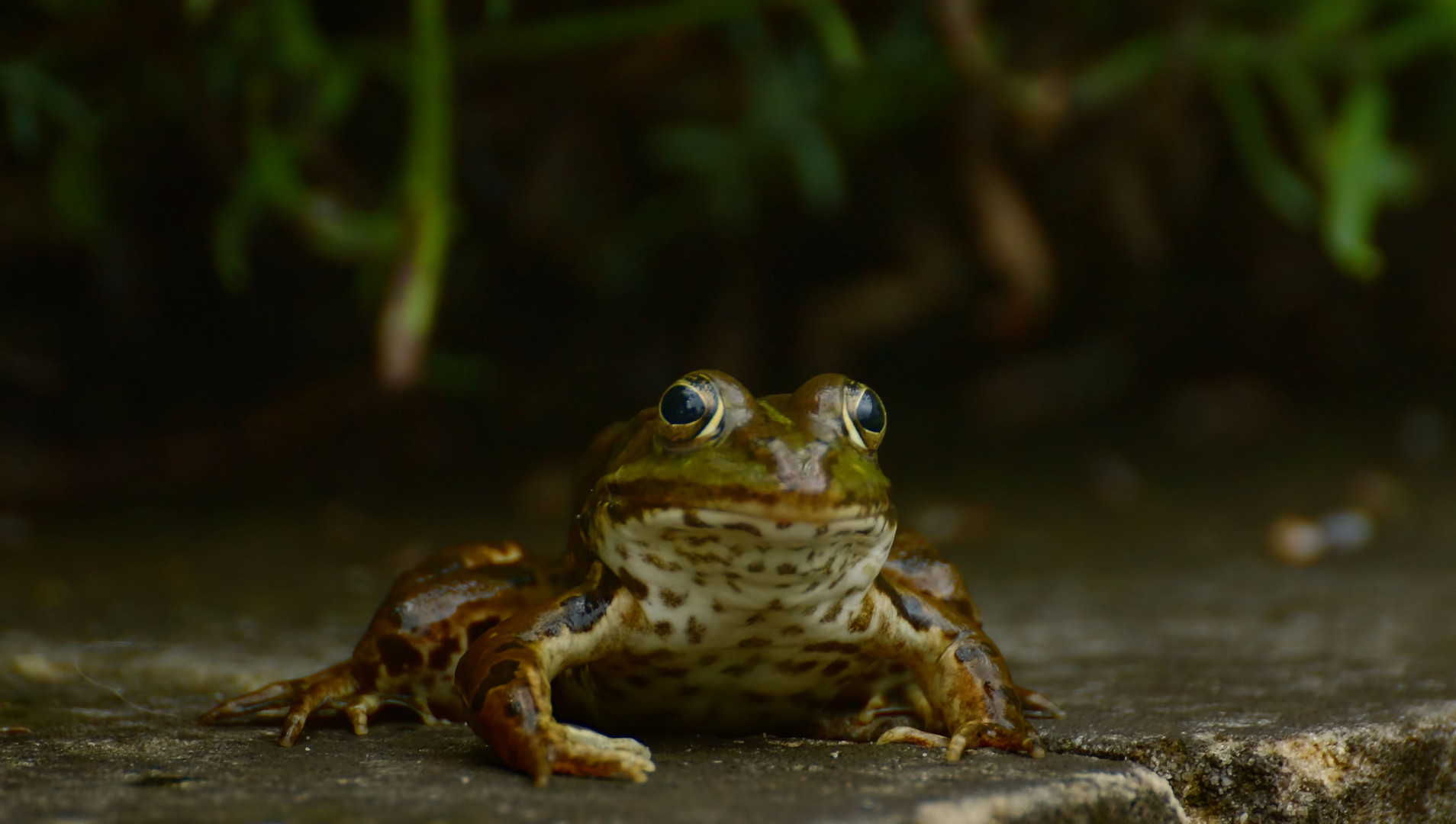 Teichfrosch