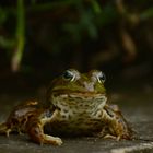 Teichfrosch