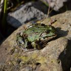 Teichfrosch