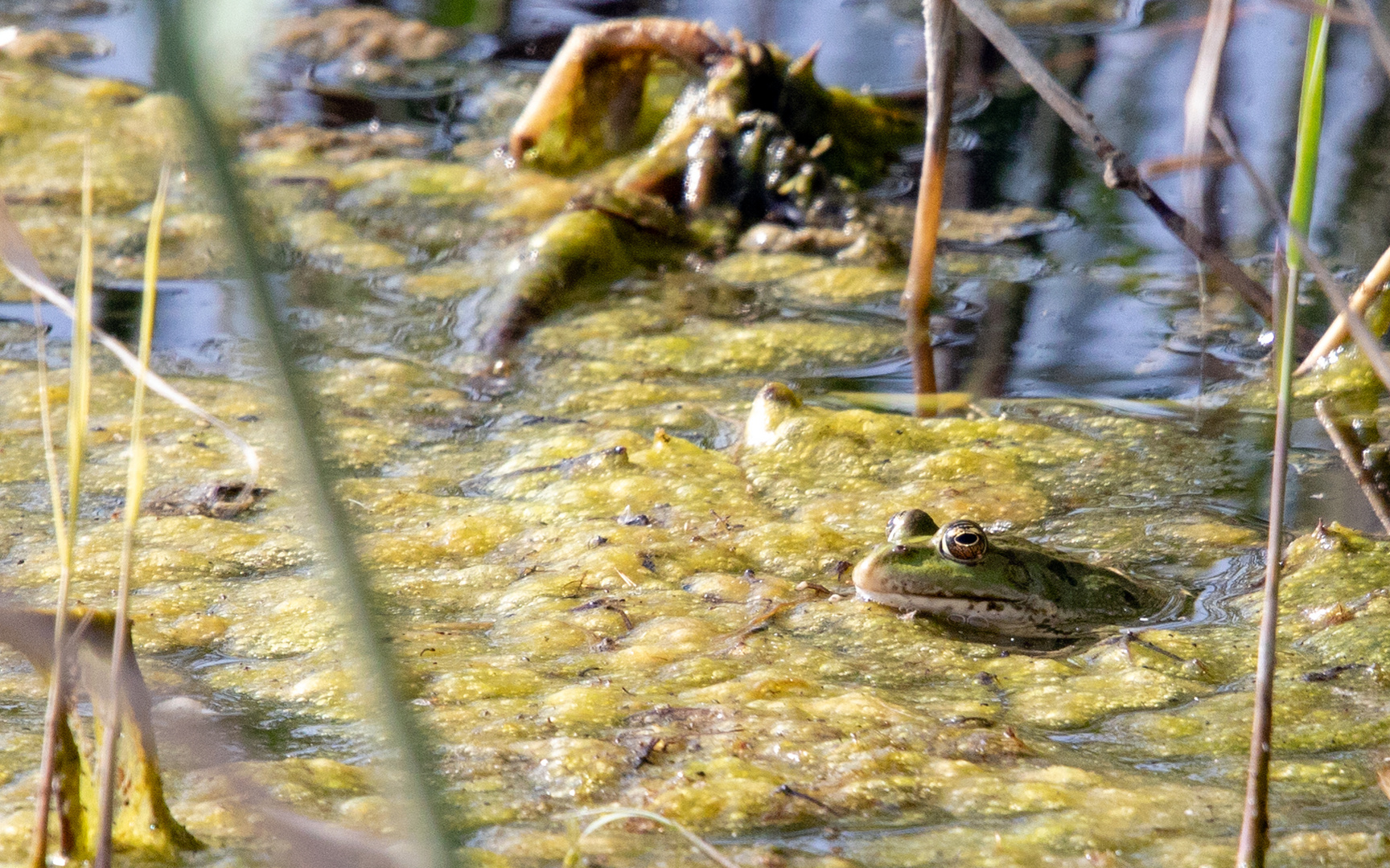 Teichfrosch