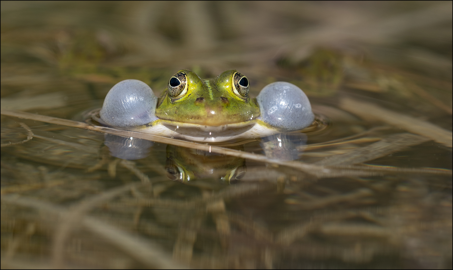 Teichfrosch