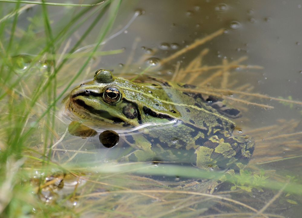 Teichfrosch