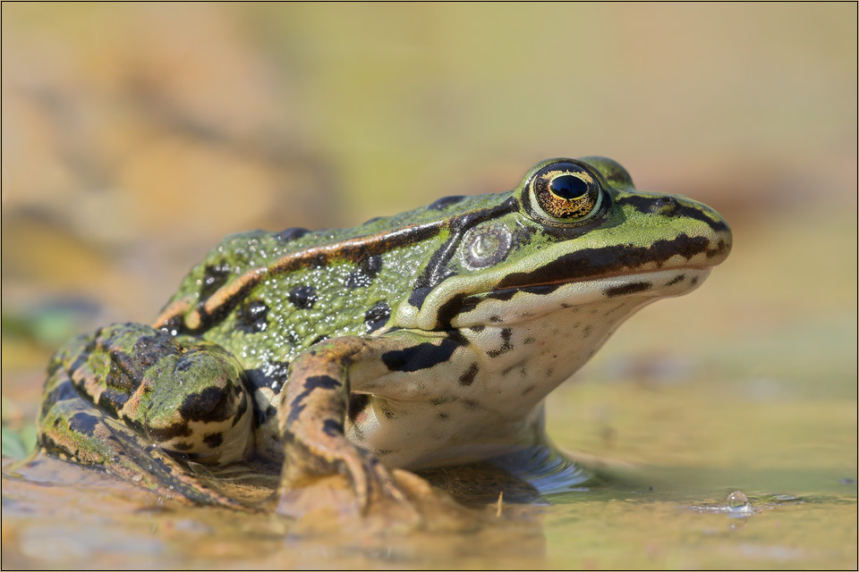 Teichfrosch