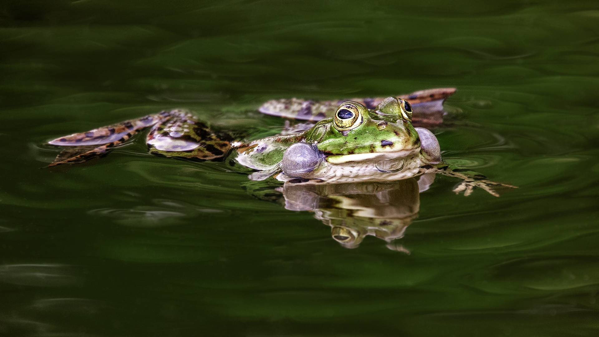 Teichfrosch 