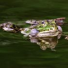 Teichfrosch 