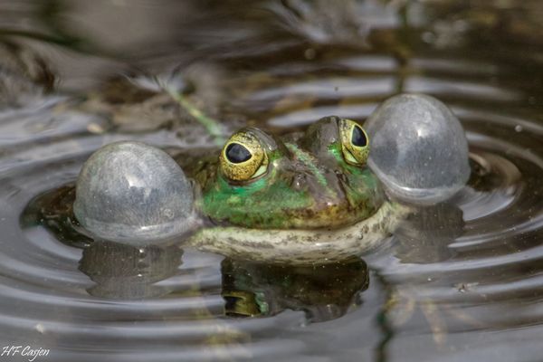 Teichfrosch