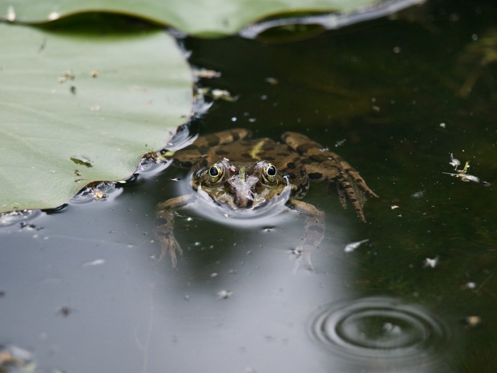 Teichfrosch