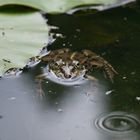 Teichfrosch