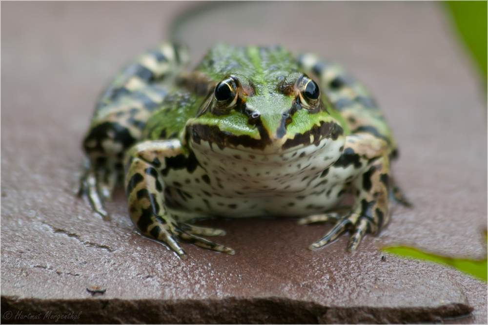 Teichfrosch