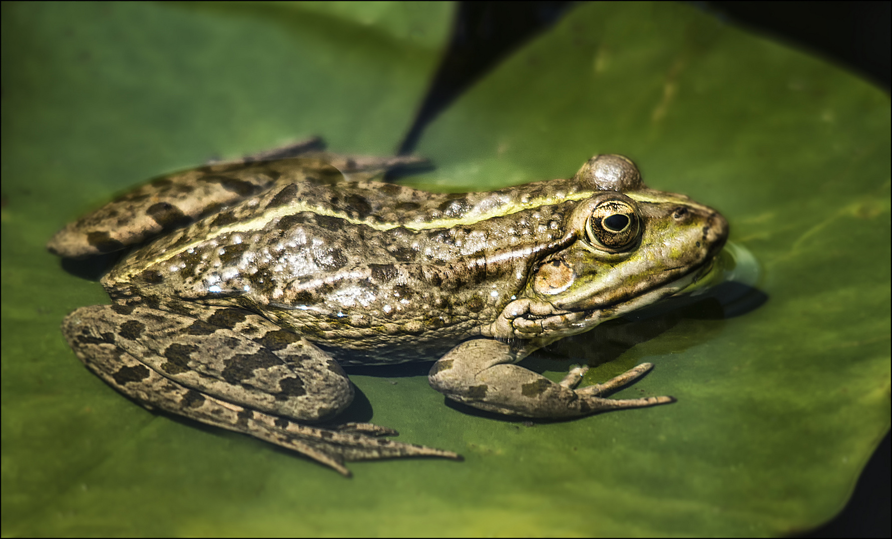 Teichfrosch