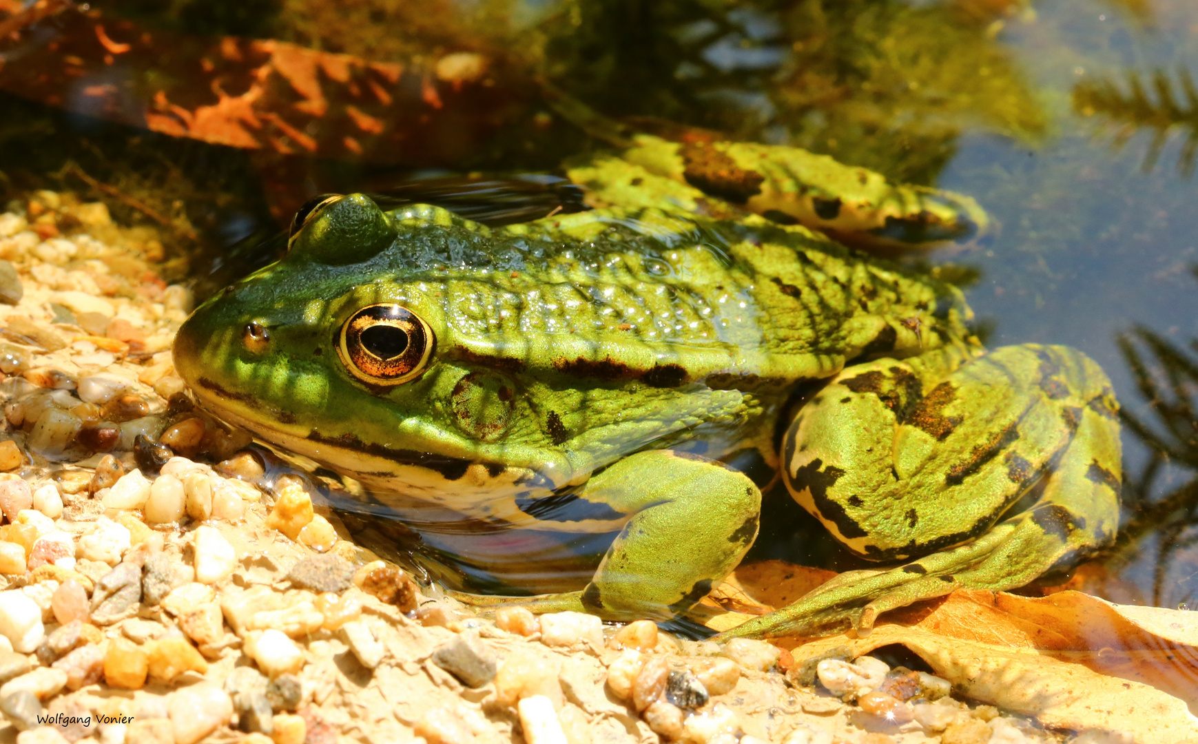 Teichfrosch Foto & Bild spezial, makro, teich Bilder auf