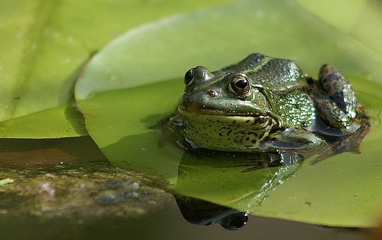 Teichfrosch