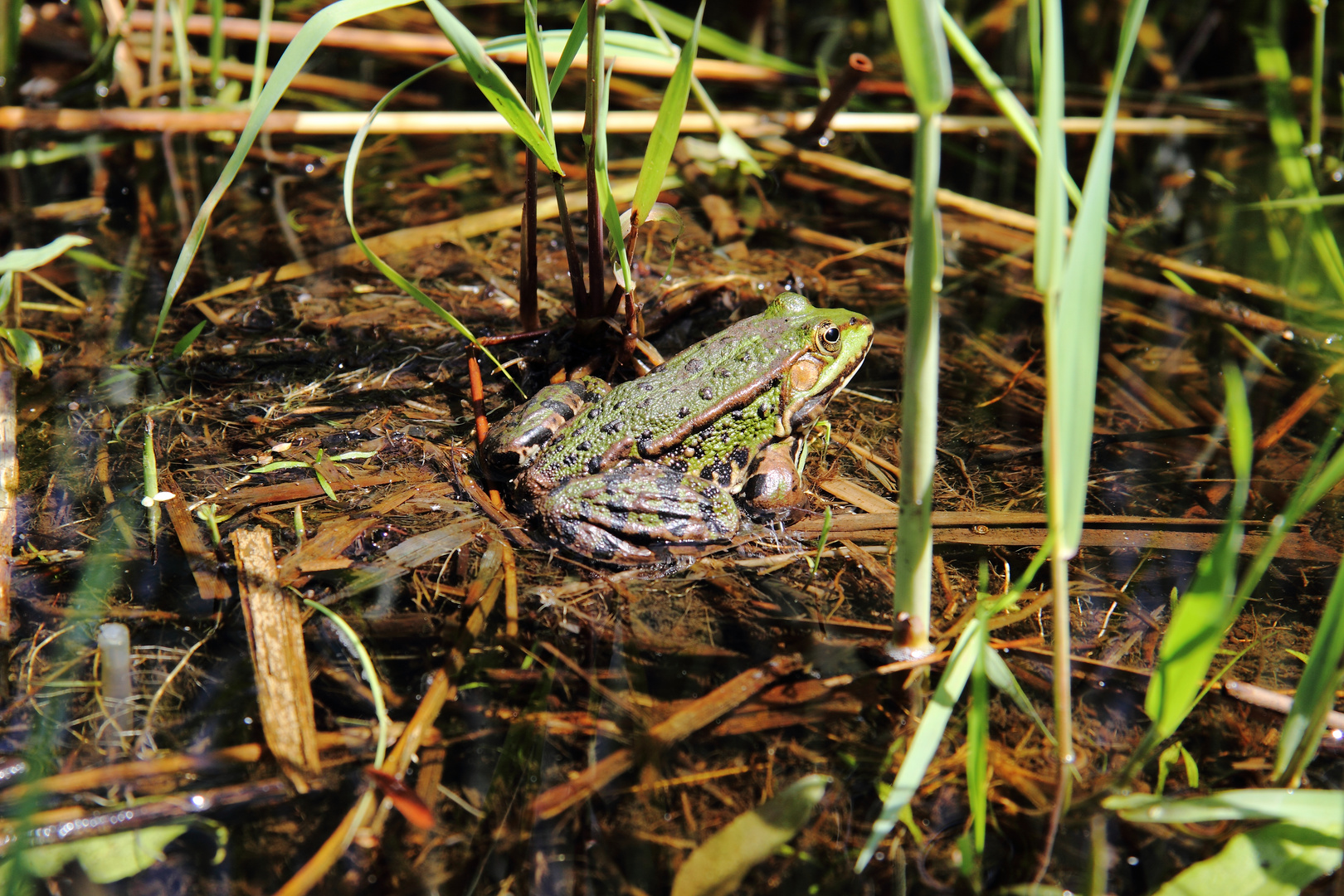 Teichfrosch