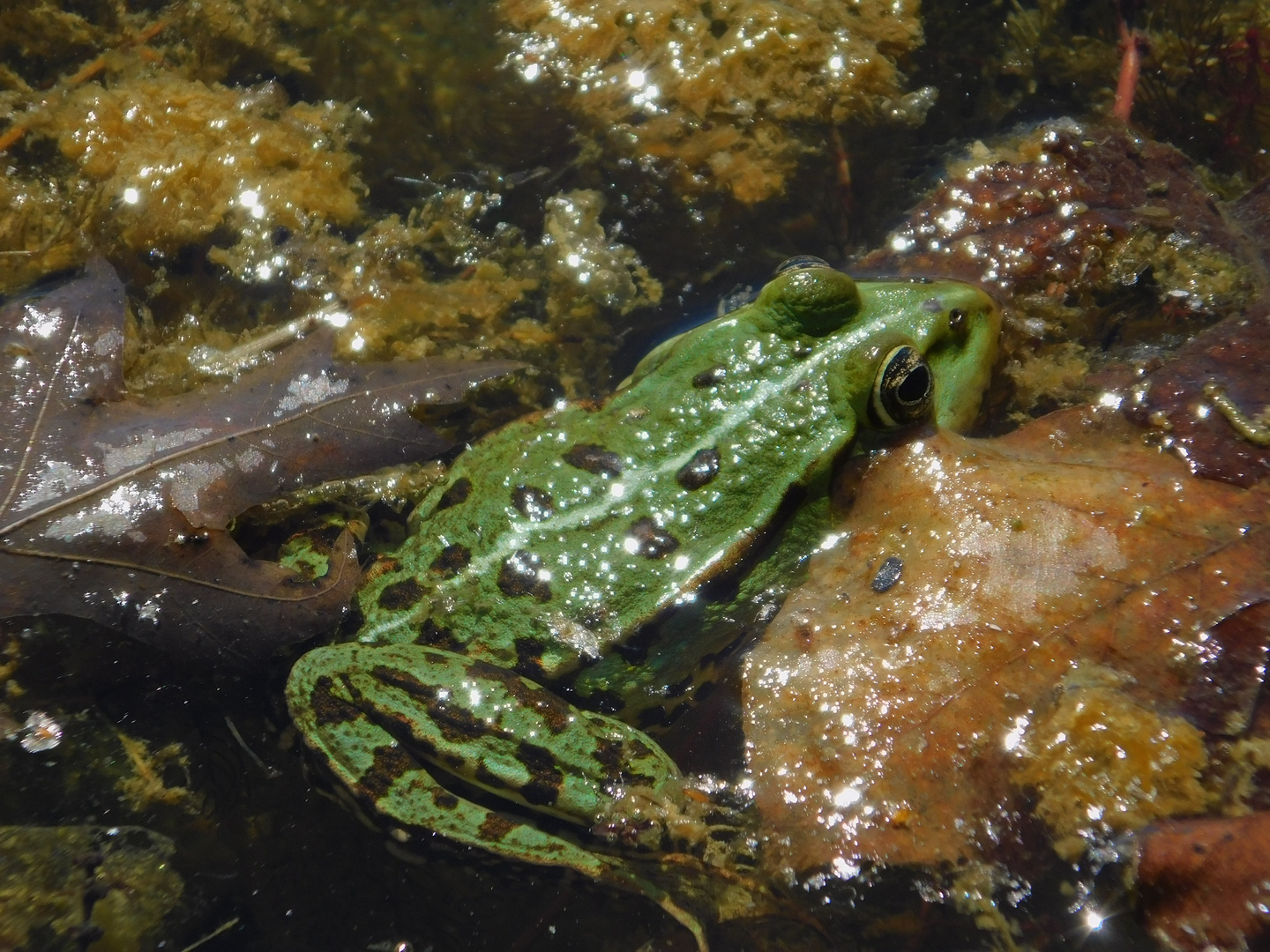 Teichfrosch