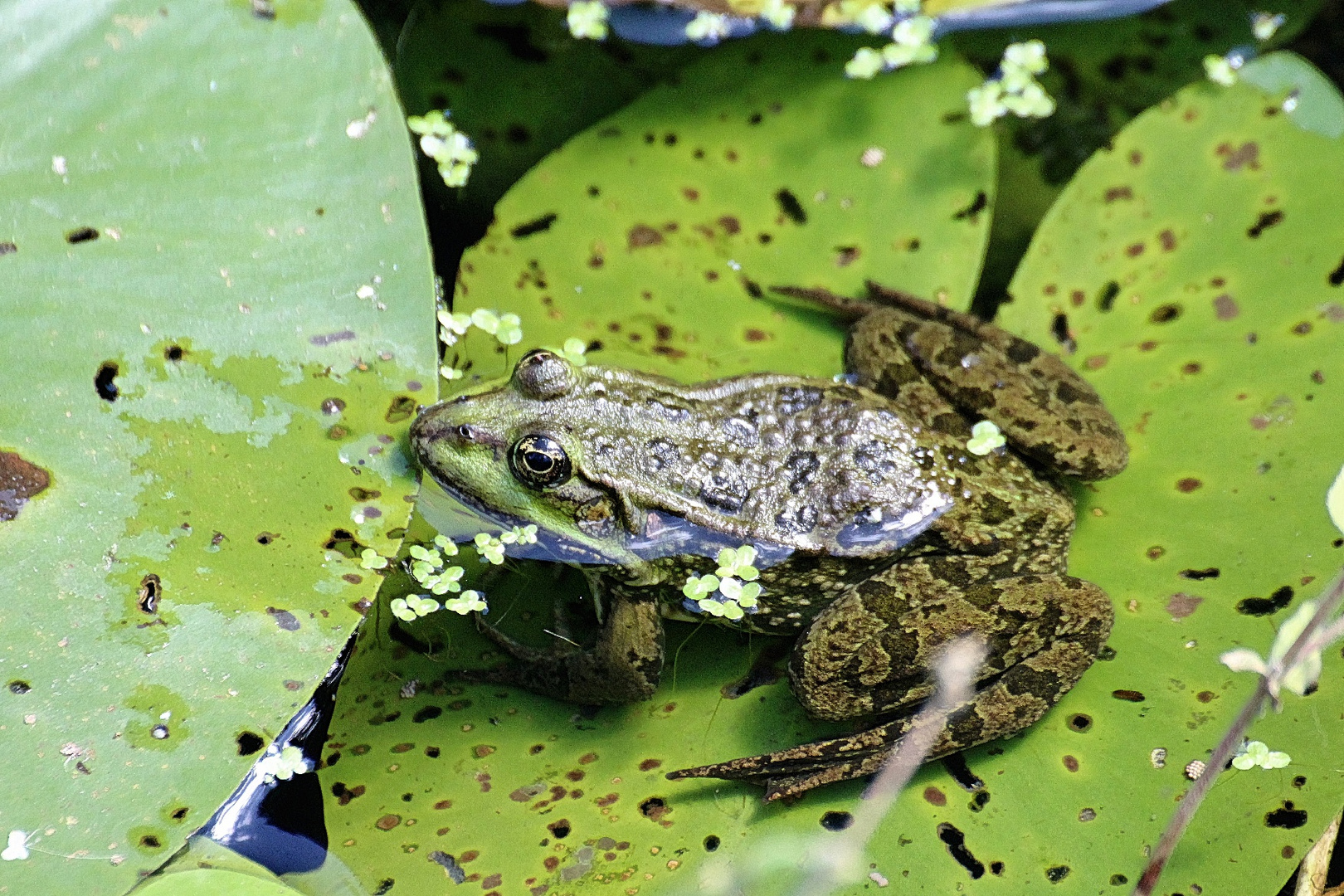 Teichfrosch