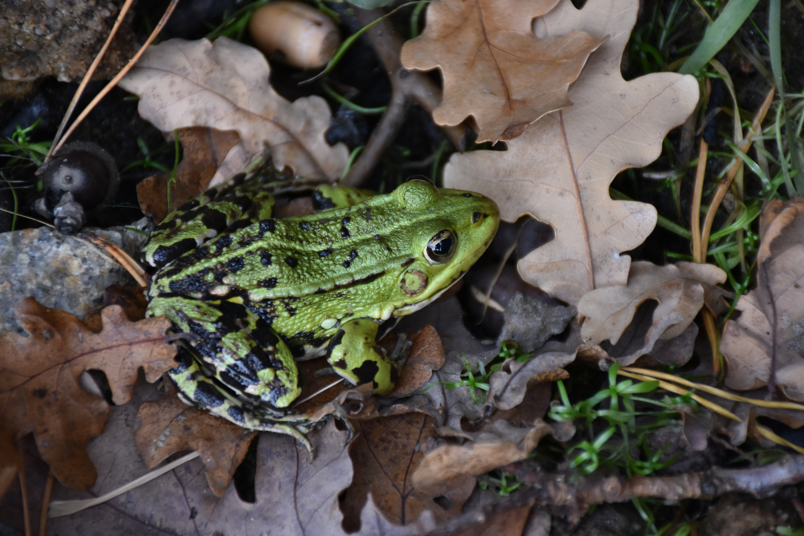 Teichfrosch