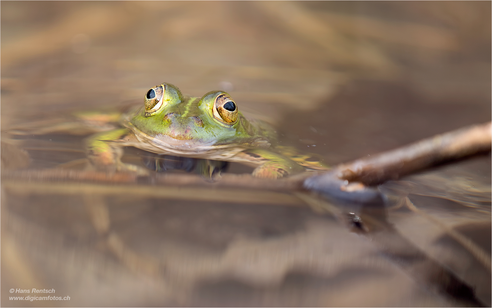 Teichfrosch