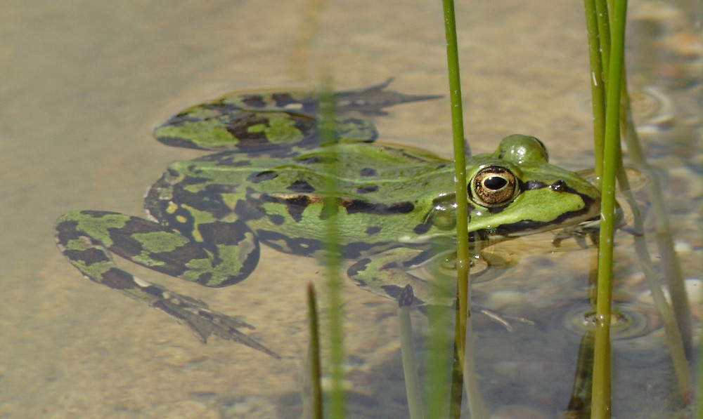 Teichfrosch...