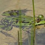 Teichfrosch...