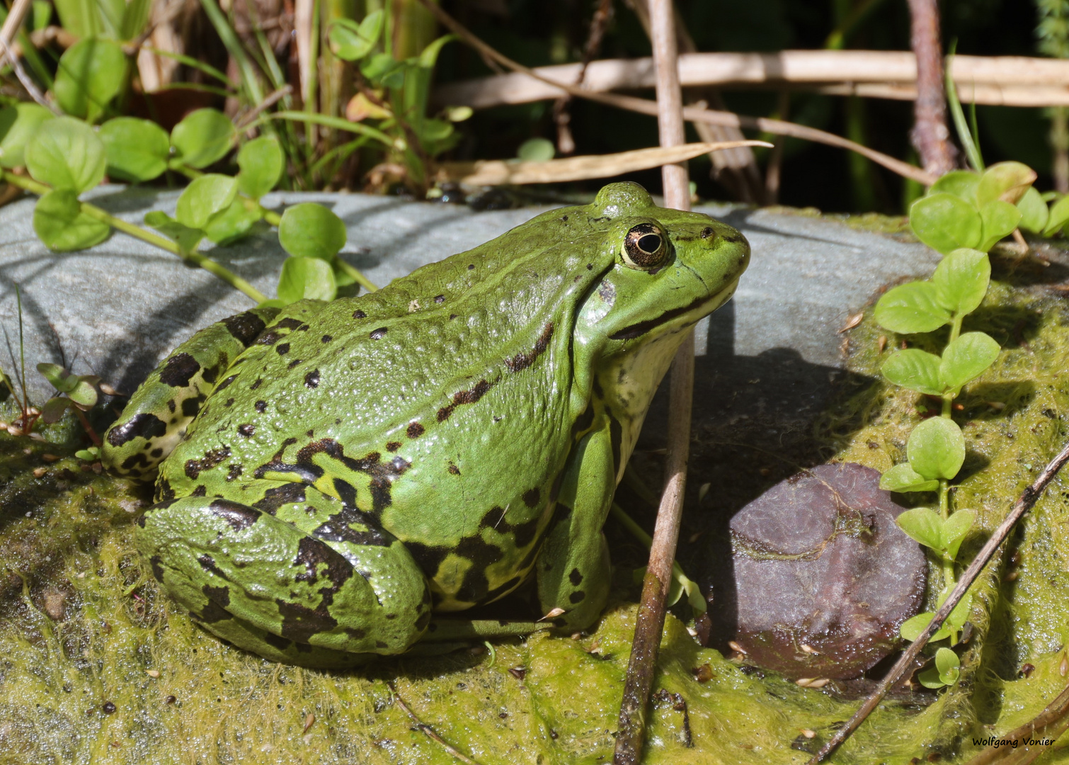 Teichfrosch