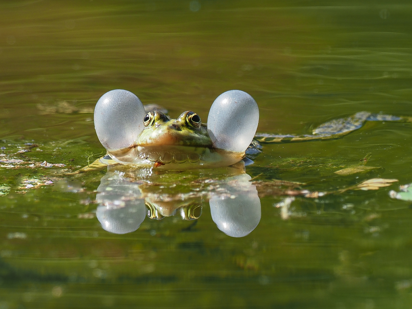 Teichfrosch