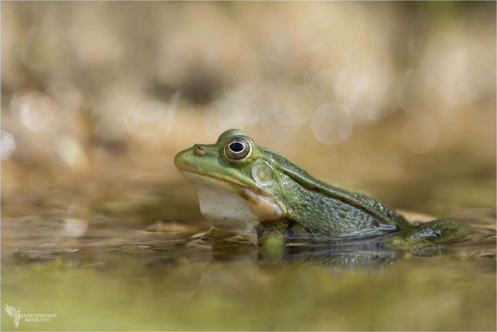 Teichfrosch