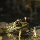 Teichfrosch