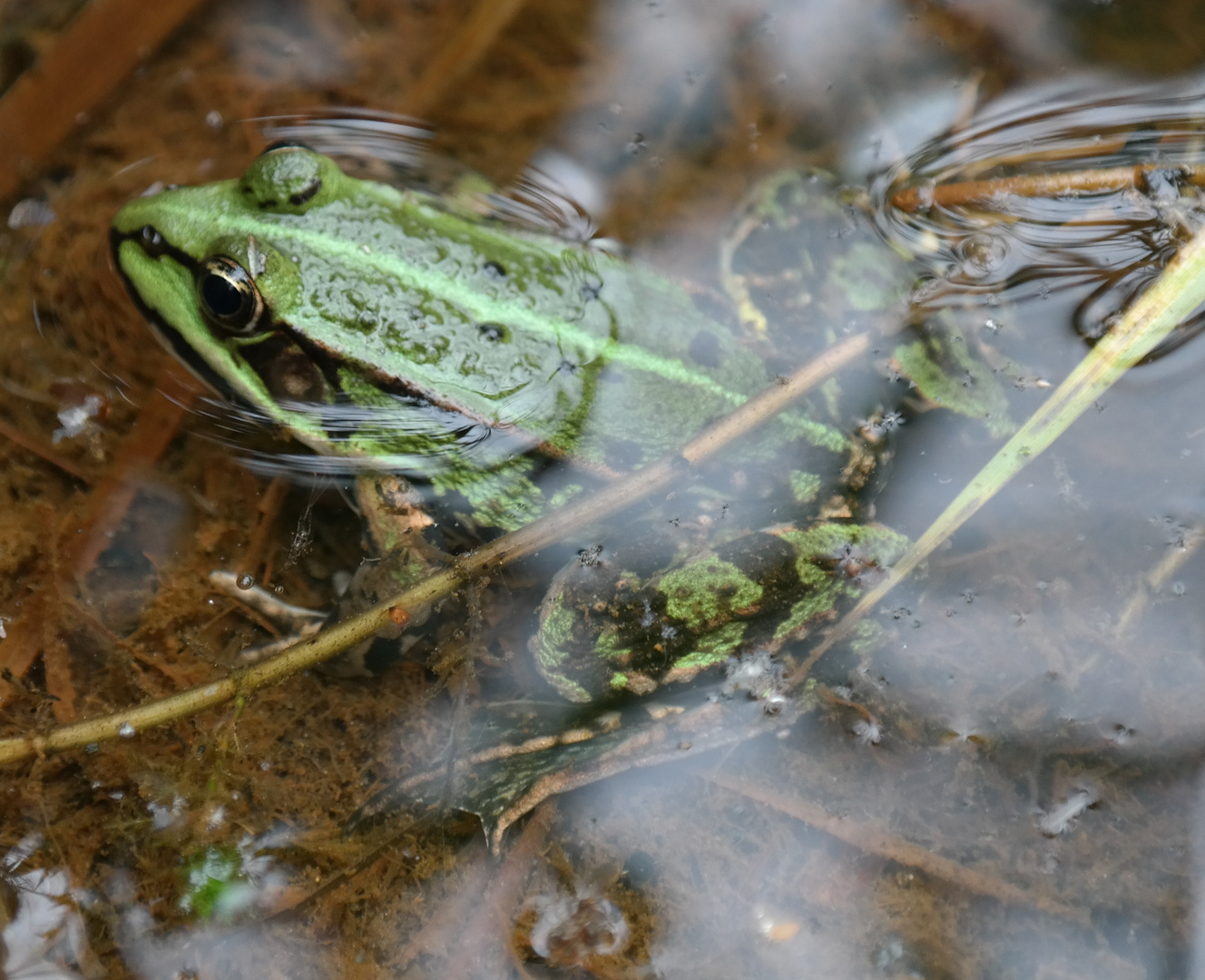 Teichfrosch