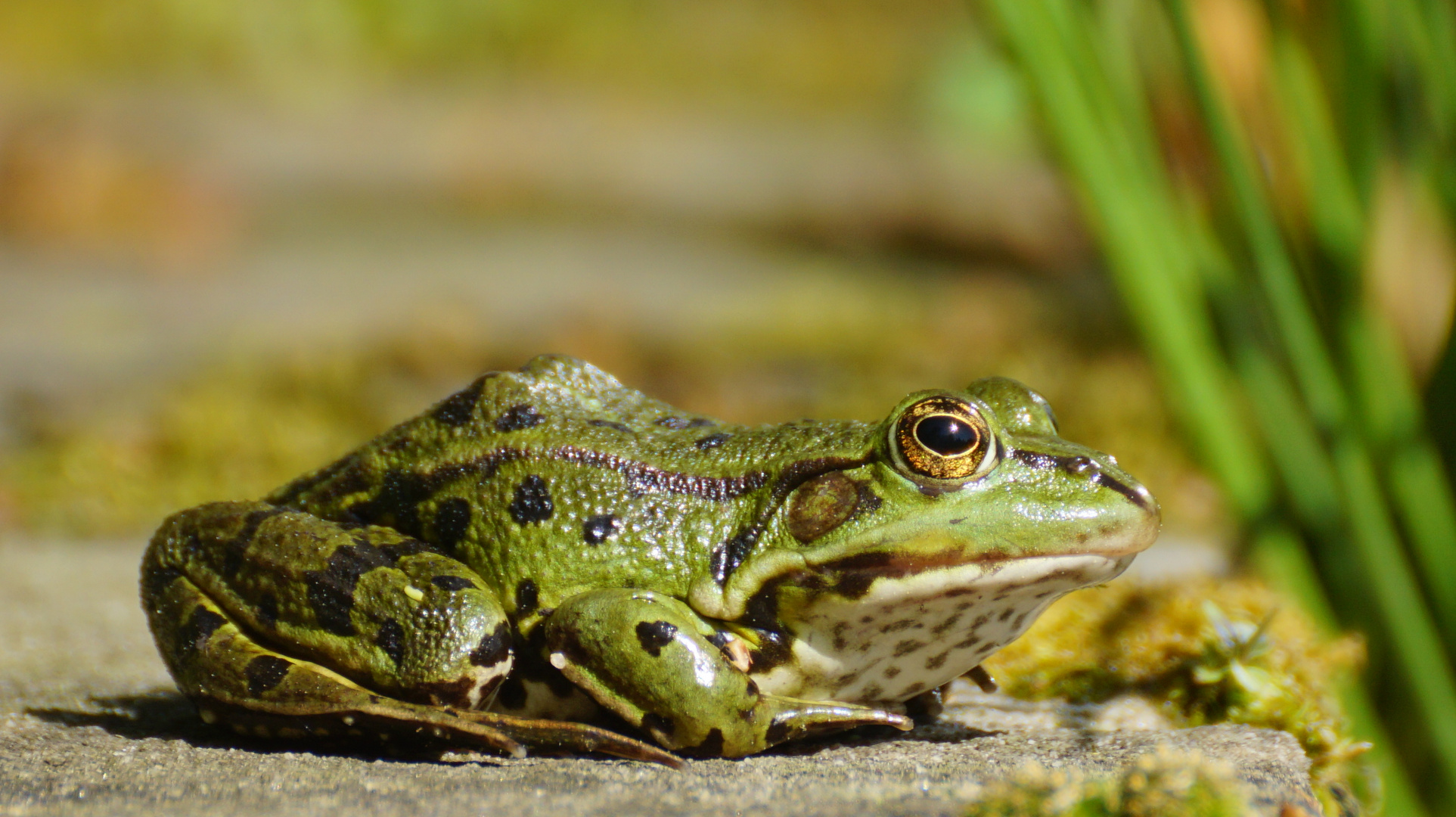 Teichfrosch