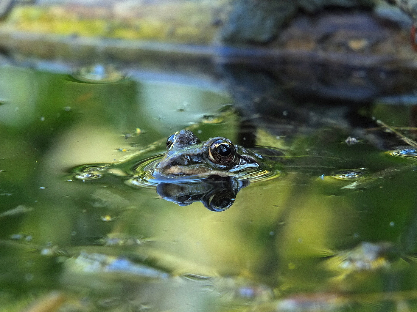 Teichfrosch