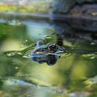 Teichfrosch