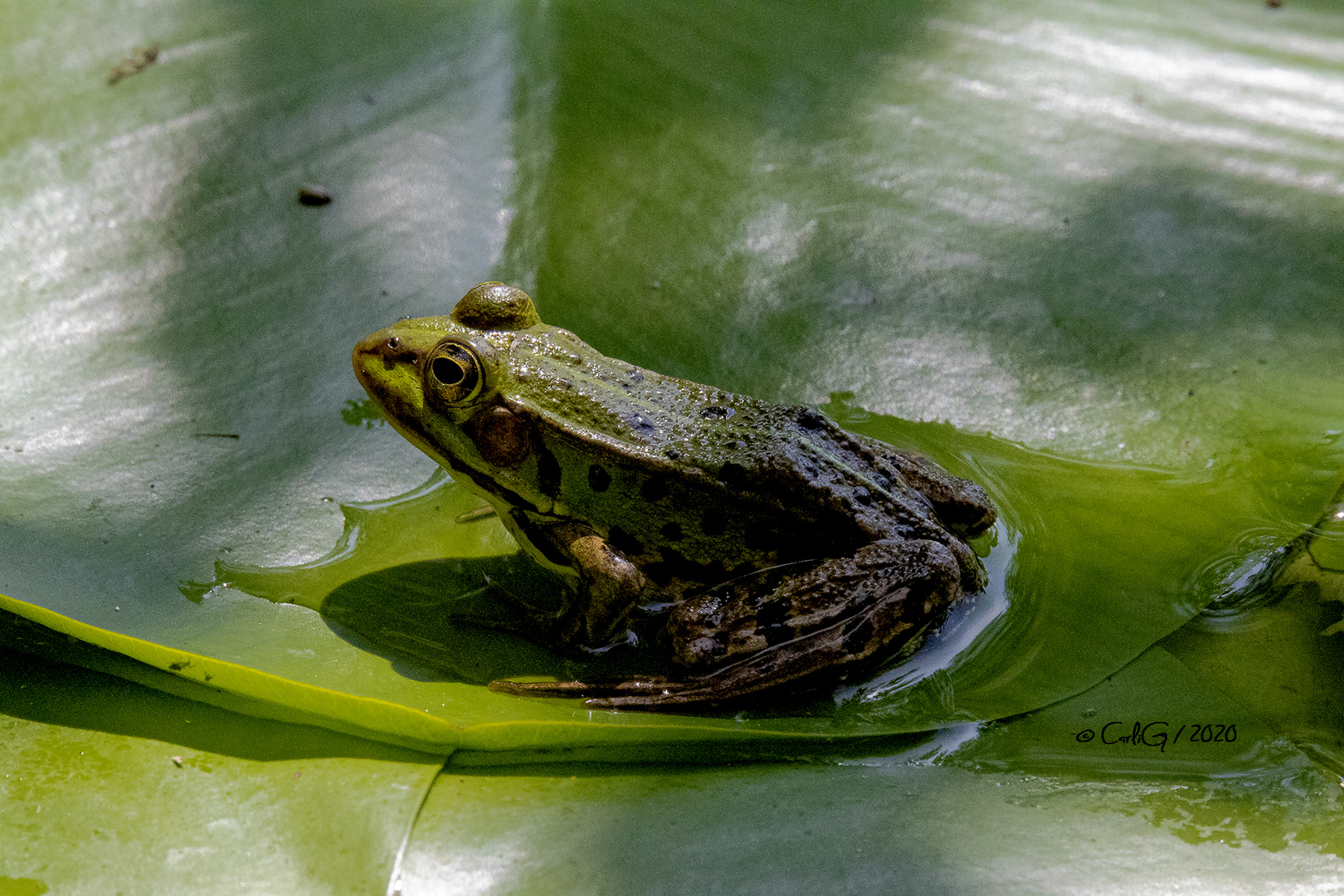 Teichfrosch