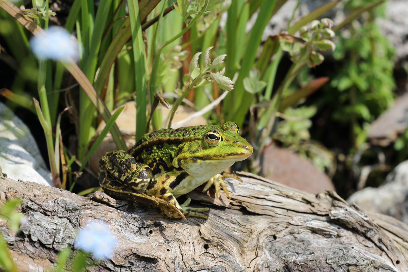 Teichfrosch