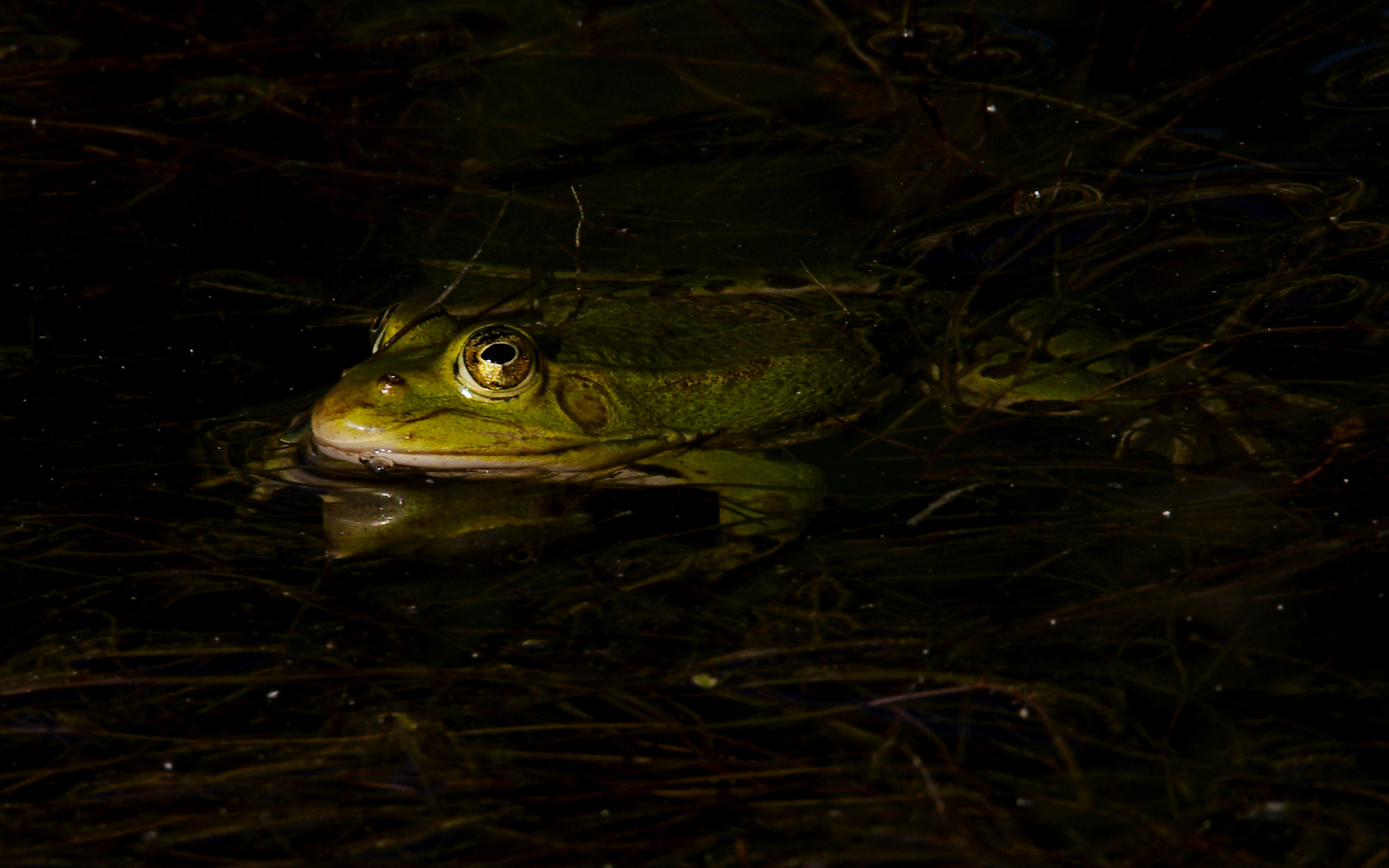 Teichfrosch 