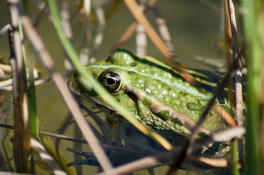 Teichfrosch