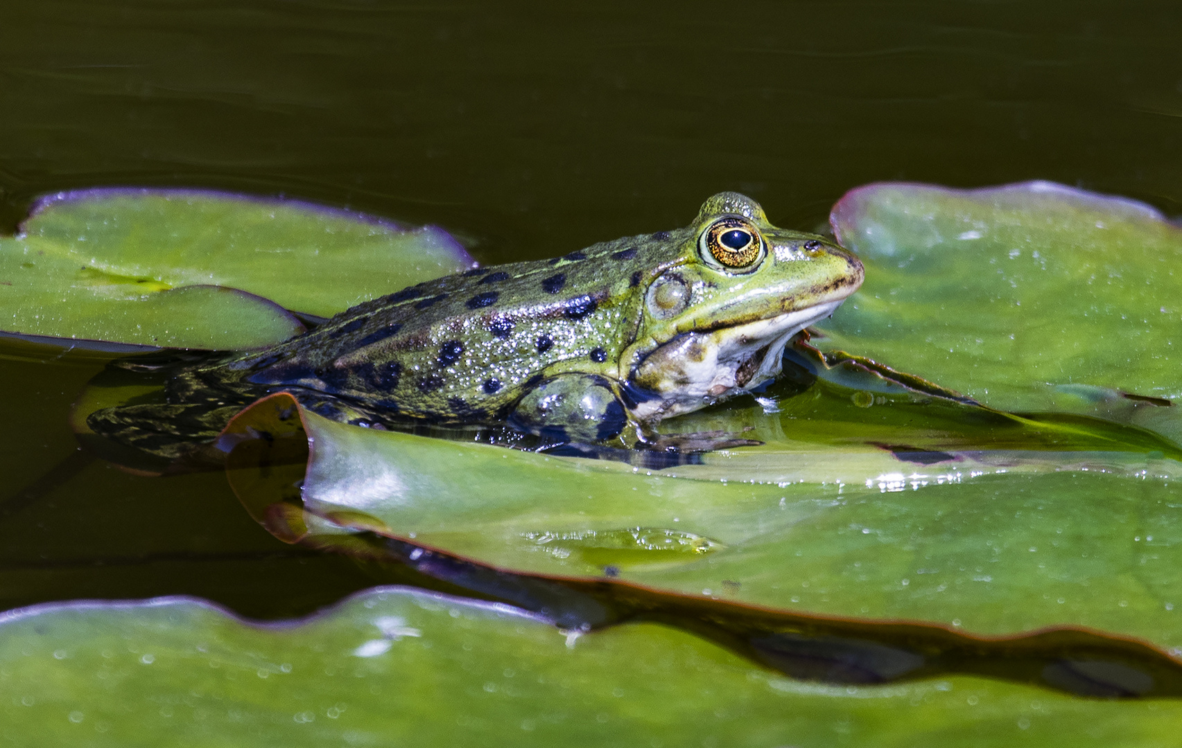 Teichfrosch