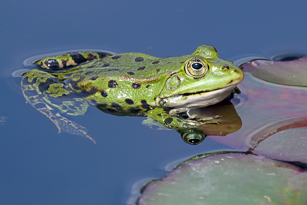TEICHFROSCH Foto & Bild tiere, wildlife, natur Bilder auf