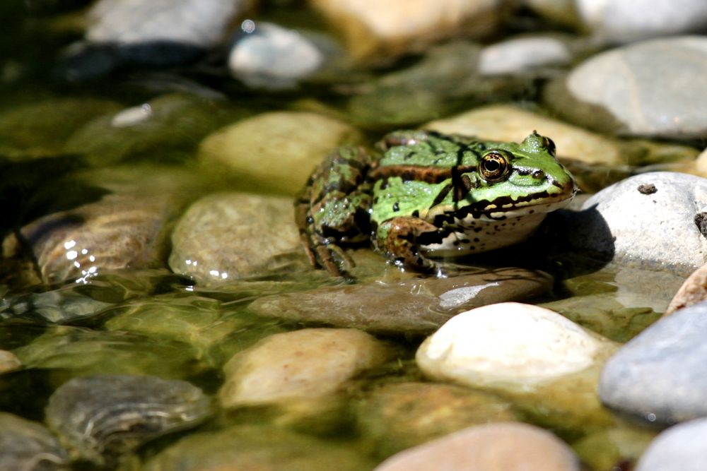 Teichfrosch